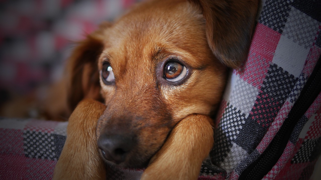 The Best Gear for Traveling with Large Dogs